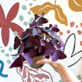 Oxalis triangularis - Purple Shamrock - Sprouts of Bristol