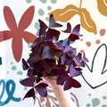 Oxalis triangularis - Purple Shamrock - Sprouts of Bristol