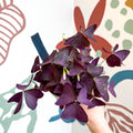 Oxalis triangularis - Purple Shamrock - Sprouts of Bristol