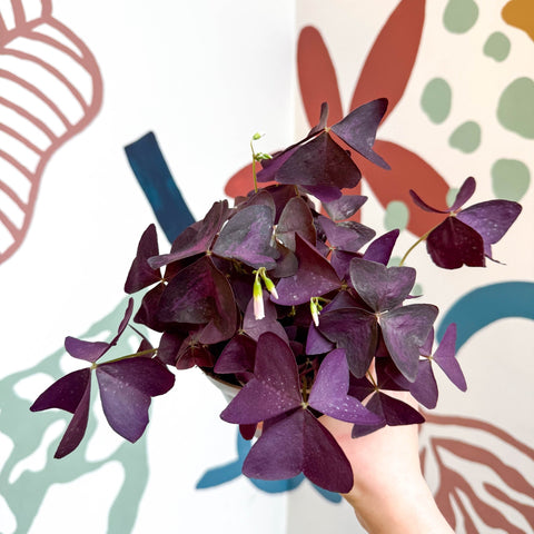 Oxalis triangularis - Purple Shamrock - Sprouts of Bristol