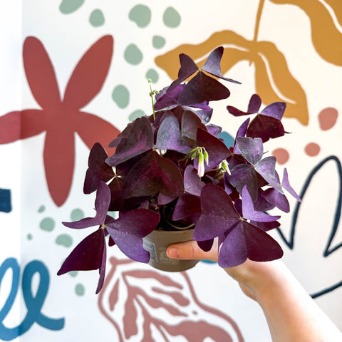 Oxalis triangularis - Purple Shamrock - Sprouts of Bristol