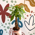 Pachira aquatica - Guiana Chestnut - Sprouts of Bristol