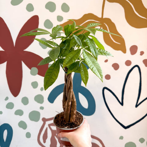 Pachira aquatica - Guiana Chestnut - Sprouts of Bristol