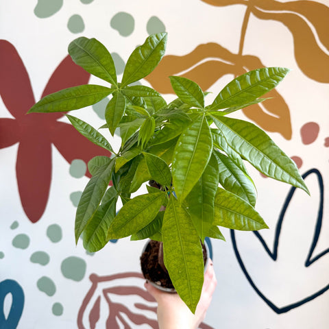 Pachira aquatica - Guiana Chestnut - Sprouts of Bristol