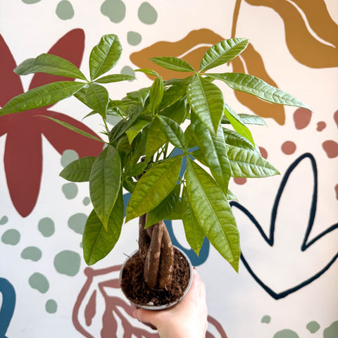 Pachira aquatica - Guiana Chestnut - Sprouts of Bristol