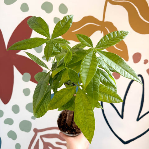 Pachira aquatica - Guiana Chestnut - Sprouts of Bristol
