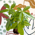 Pachira aquatica - Guiana Chestnut - Sprouts of Bristol