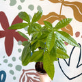 Pachira aquatica - Guiana Chestnut - Sprouts of Bristol