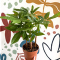 Pachira aquatica - Guiana Chestnut - Sprouts of Bristol