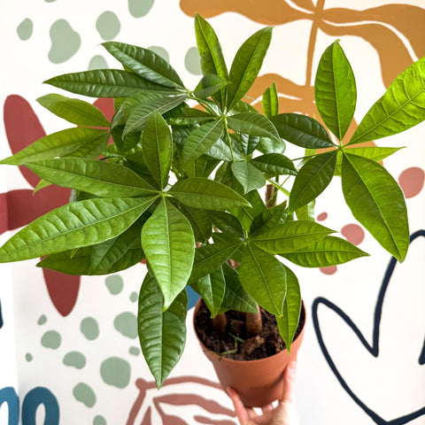 Pachira aquatica - Guiana Chestnut - Sprouts of Bristol