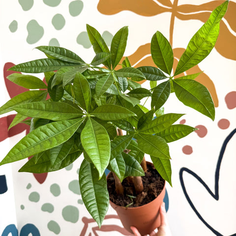 Pachira aquatica - Guiana Chestnut - Sprouts of Bristol