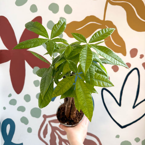 Pachira aquatica - Guiana Chestnut - Sprouts of Bristol