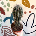 Pachycereus pringlei – Mexican Giant Cardón - Sprouts of Bristol