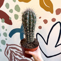 Pachycereus pringlei – Mexican Giant Cardón - Sprouts of Bristol