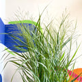 Panicum virgatum 'Prairie Sky' - Switch Grass - Sprouts of Bristol