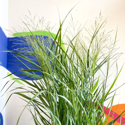 Panicum virgatum 'Prairie Sky' - Switch Grass - Sprouts of Bristol