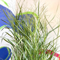 Panicum virgatum 'Prairie Sky' - Switch Grass - Sprouts of Bristol