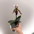Paphiopedilum hirsutissimum – Purple Hairy Slipper Orchid - Sprouts of Bristol