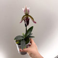 Paphiopedilum hirsutissimum – Purple Hairy Slipper Orchid - Sprouts of Bristol