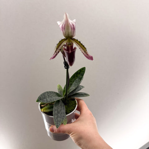 Paphiopedilum hirsutissimum – Purple Hairy Slipper Orchid - Sprouts of Bristol