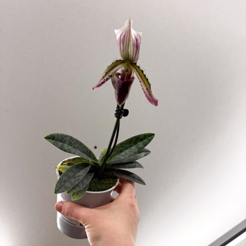 Paphiopedilum hirsutissimum – Purple Hairy Slipper Orchid - Sprouts of Bristol