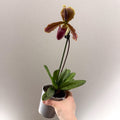 Paphiopedilum (Maudiae - type hybrid) – Green & Purple Slipper Orchid - Sprouts of Bristol