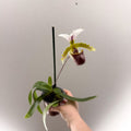 Paphiopedilum spicerianum – Lady’s Slipper Orchid - Sprouts of Bristol