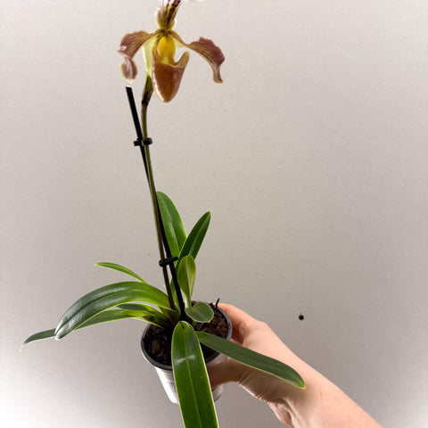 Paphiopedilum spp. – Mauve Slipper Orchid - Sprouts of Bristol