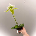 Paphiopedilum x Maudiae ‘Femme’ – Lady’s Slipper Orchid - Sprouts of Bristol