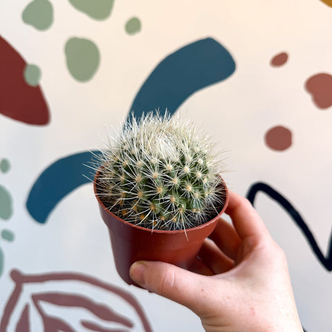 Parodia penicillata – Powder Puff Ball Cactus - Sprouts of Bristol
