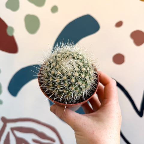 Parodia penicillata – Powder Puff Ball Cactus - Sprouts of Bristol