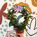 Passiflora 'Amethyst' - Purple Passionflower - Sprouts of Bristol