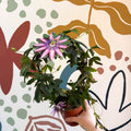 Passiflora 'Amethyst' - Purple Passionflower - Sprouts of Bristol