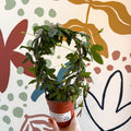 Passiflora 'Amethyst' - Purple Passionflower - Sprouts of Bristol