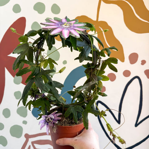 Passiflora 'Amethyst' - Purple Passionflower - Sprouts of Bristol