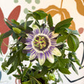 Passiflora caerulea - Blue Passionflower - Sprouts of Bristol
