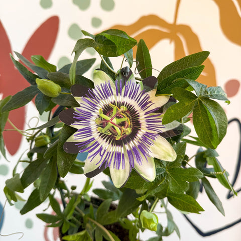 Passiflora caerulea - Blue Passionflower - Sprouts of Bristol