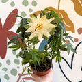 Passiflora caerulea 'Constance Elliott' - White Passionflower - Sprouts of Bristol