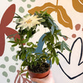 Passiflora caerulea 'Constance Elliott' - White Passionflower - Sprouts of Bristol