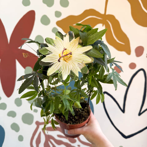 Passiflora caerulea 'Constance Elliott' - White Passionflower - Sprouts of Bristol