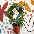 Passiflora caerulea 'Constance Elliott' - White Passionflower - Sprouts of Bristol