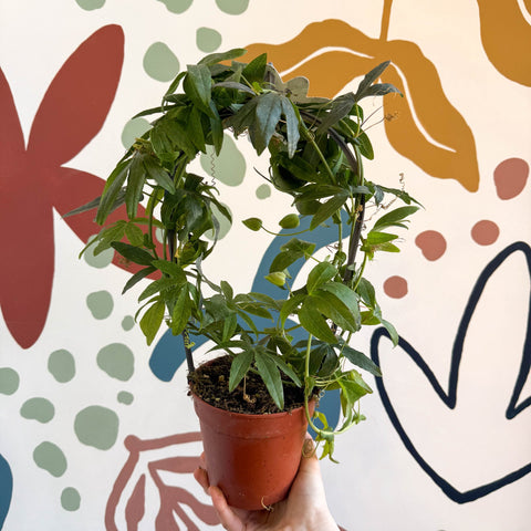 Passiflora caerulea 'Constance Elliott' - White Passionflower - Sprouts of Bristol