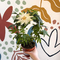 Passiflora caerulea 'Constance Elliott' - White Passionflower - Sprouts of Bristol