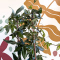 Passiflora caerulea - Passionflower (Mixed Colours) - Sprouts of Bristol