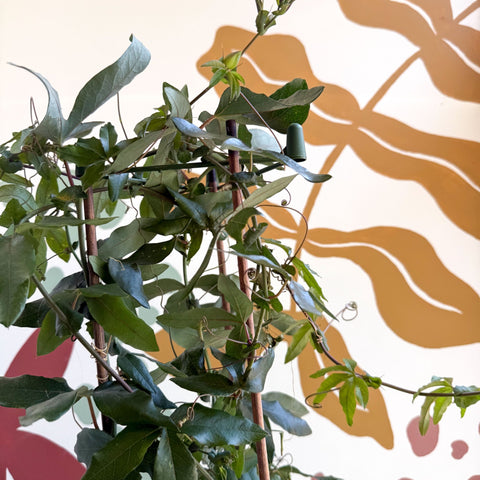 Passiflora caerulea - Passionflower (Mixed Colours) - Sprouts of Bristol