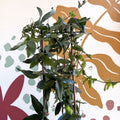 Passiflora caerulea - Passionflower (Mixed Colours) - Sprouts of Bristol