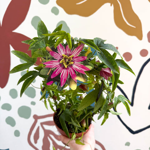 Passiflora × violacea ‘Victoria’ - Pink Passionflower - Sprouts of Bristol