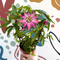 Passiflora × violacea ‘Victoria’ - Pink Passionflower - Sprouts of Bristol