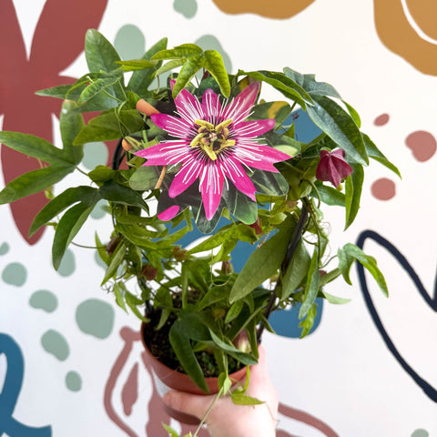 Passiflora × violacea ‘Victoria’ - Pink Passionflower - Sprouts of Bristol