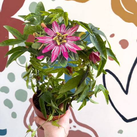 Passiflora × violacea ‘Victoria’ - Pink Passionflower - Sprouts of Bristol